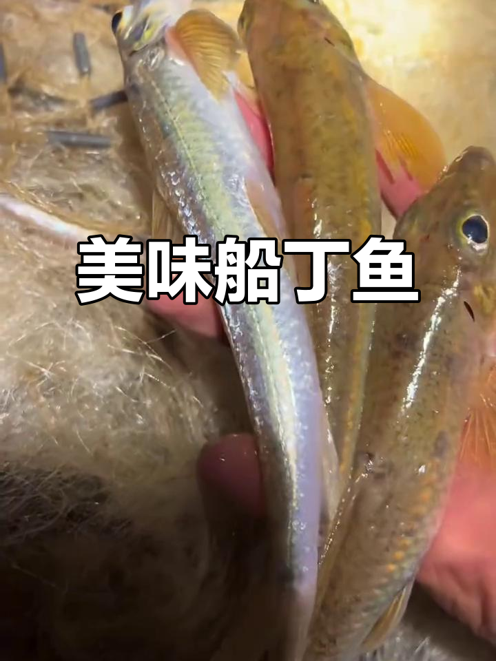 这种小鱼鲜美可口,香煎红烧皆宜,值得一试!