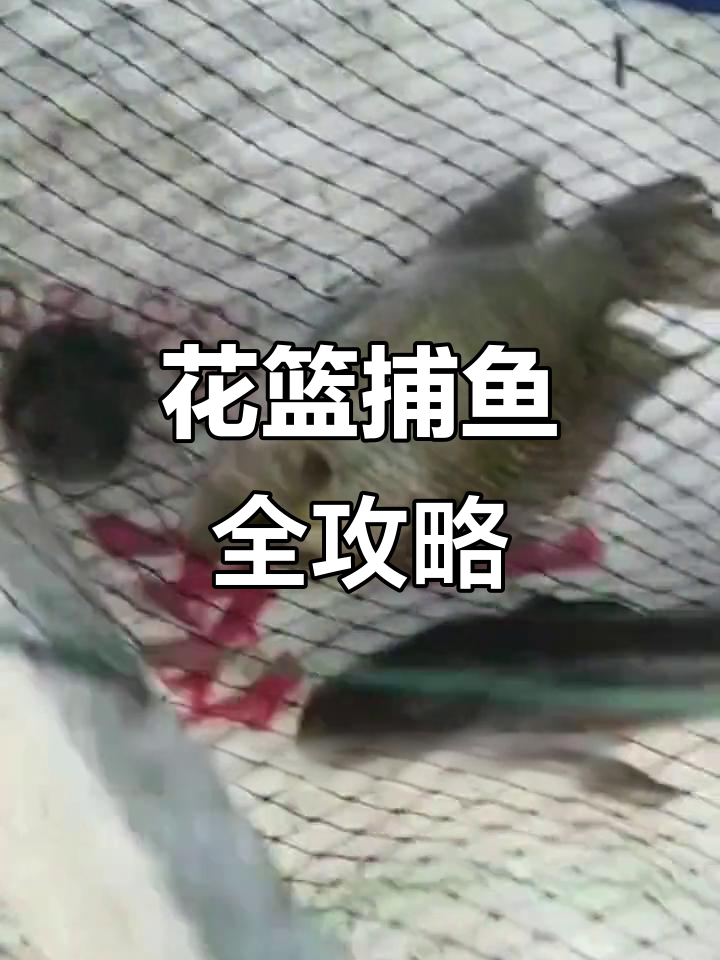 花篮捕鱼技巧大揭秘,黑鱼鲤鱼轻松抓