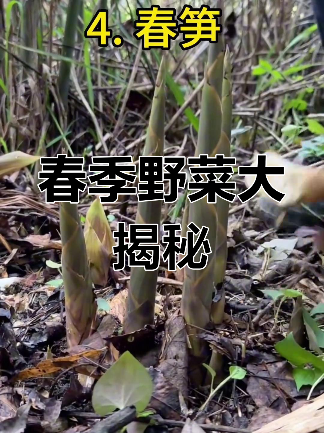 春天野菜大比拼,名字与做法等你来分享!