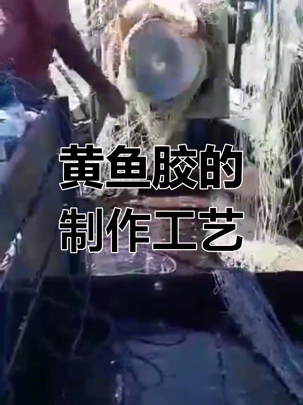 巴西野生黄鱼胶的捕捞与加工过程