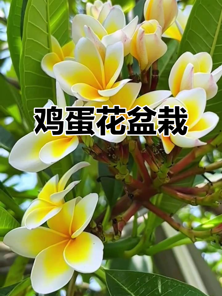 鸡蛋花,阳台庭院必备,红黄双色,当年绽放