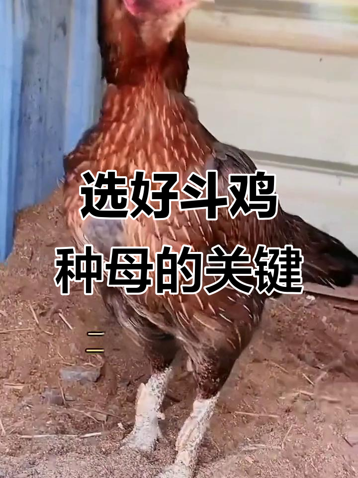 如何挑选优质斗鸡种母？体型比例很重要