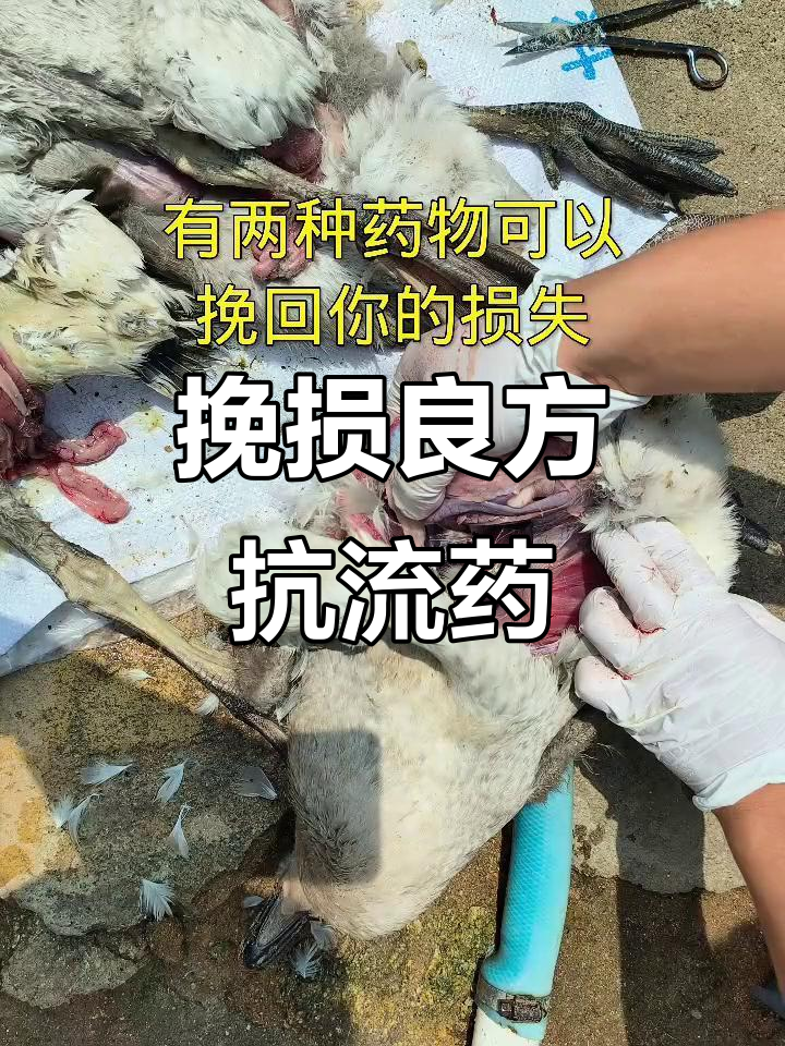 鹅禽流感爆发,两种药物助你挽回损失