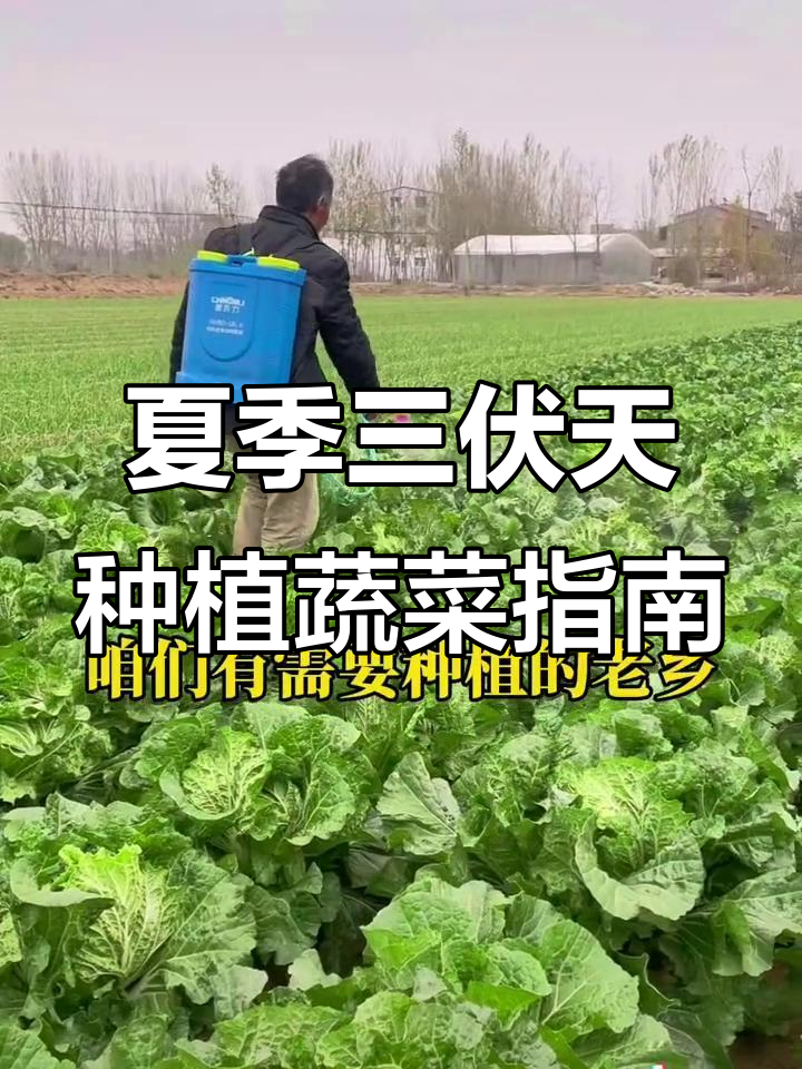 三伏天适合种什么蔬菜?瓜果、根茎叶菜全推荐