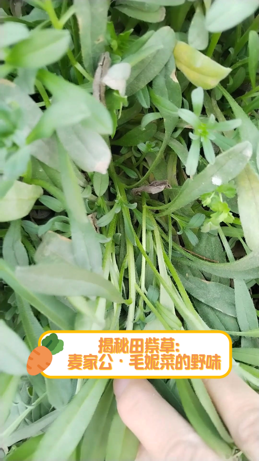 揭秘田紫草:麦家公·毛妮菜的野味