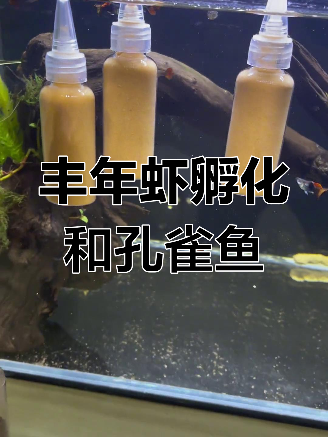 自制丰年虾孵化器与孔雀鱼F1代培养