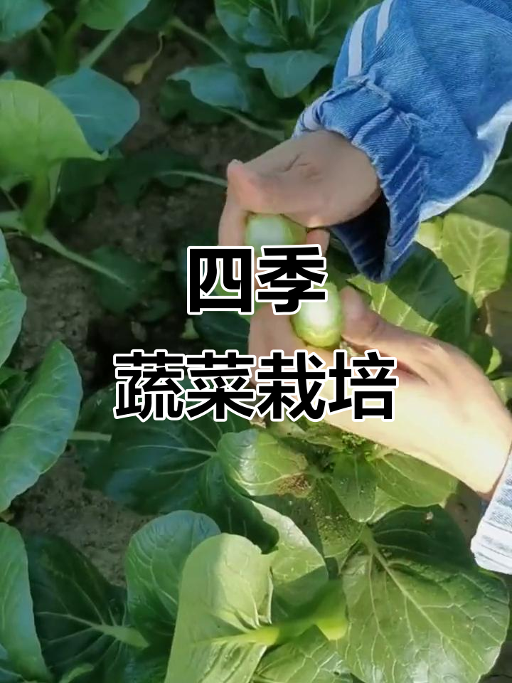 四季种植，25天收获新鲜甜菜心，冬季也能轻松栽培