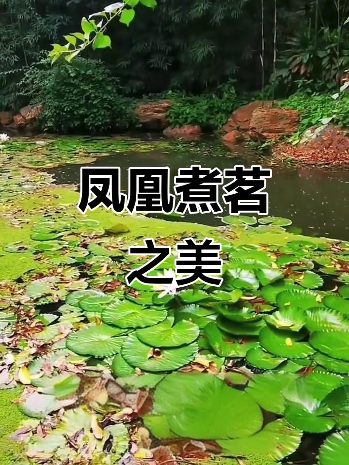 东莞公园的凤凰煮茗,美得让人陶醉!