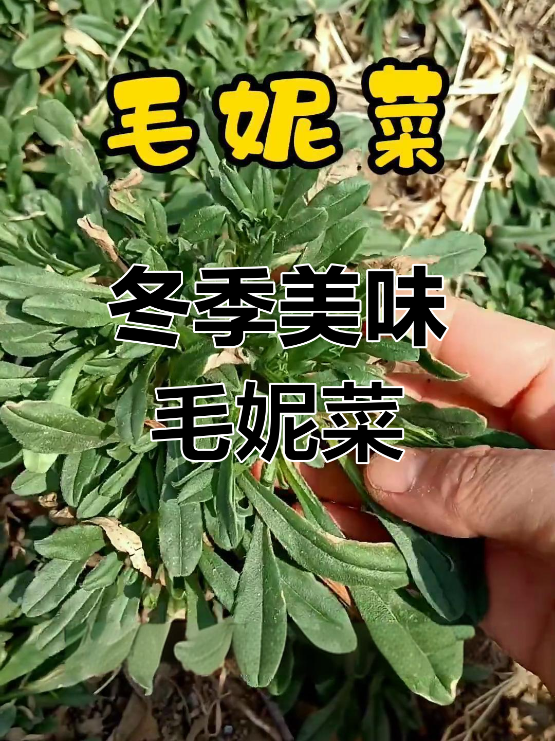 毛妮菜:一种药食同源的冬季美味野菜,你尝过吗?