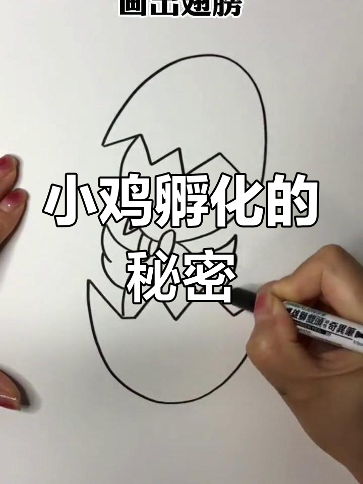小鸡孵化靠温度,21天后破壳而出!