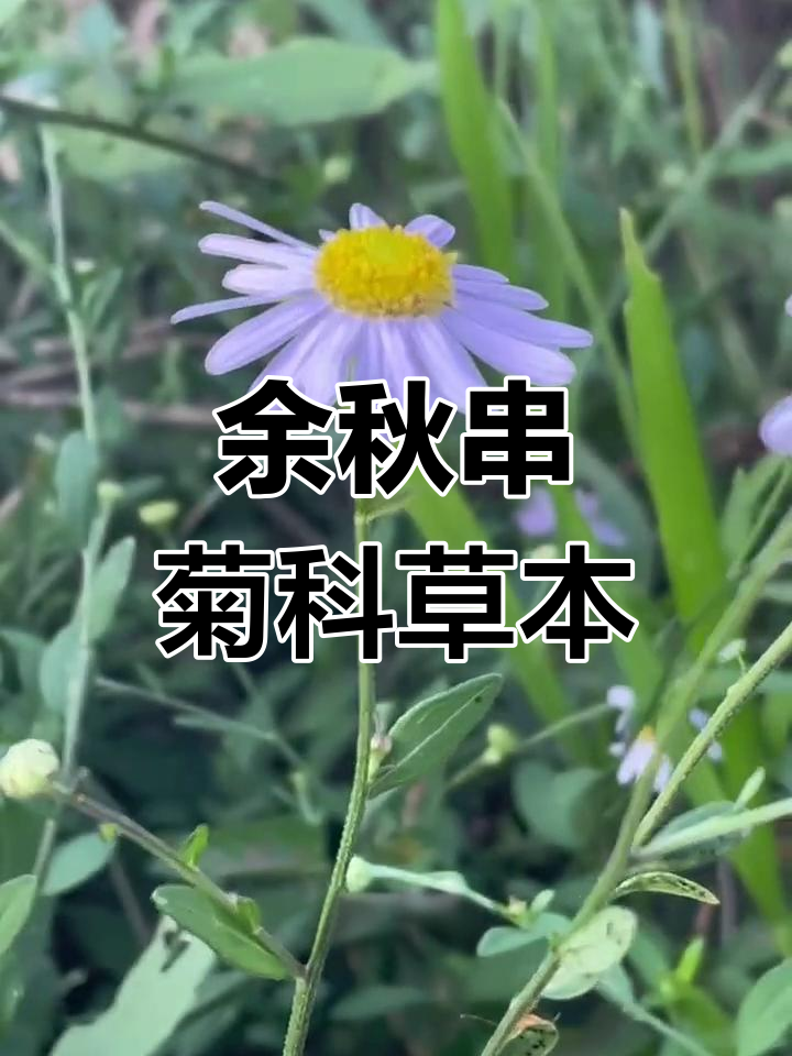 你们见过这种植物吗?它叫余秋串,马兰!