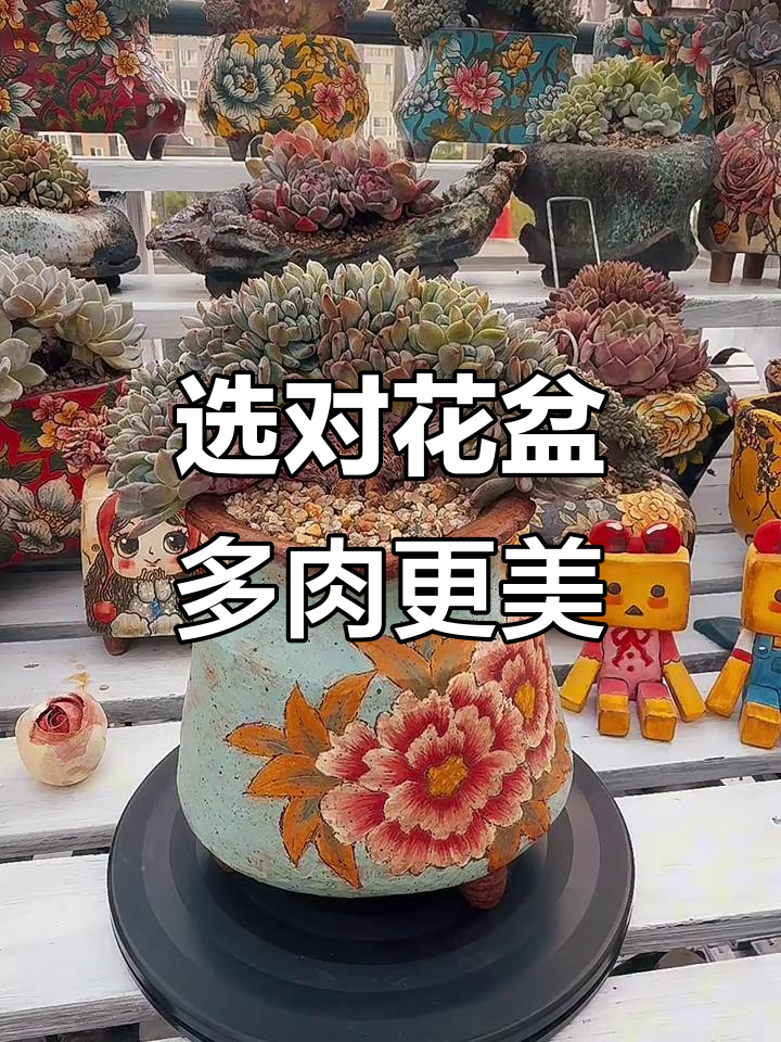 多肉配盆技巧:高度与宽度如何搭配最合适