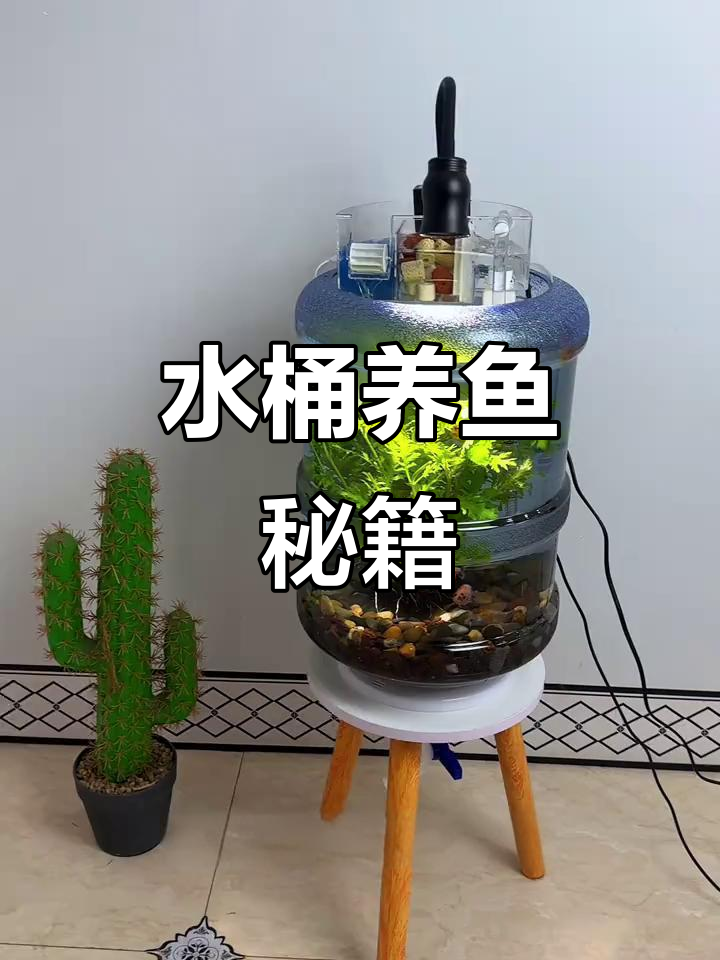 乱泉水桶养鱼，一夜爆红！超详细教程分享！