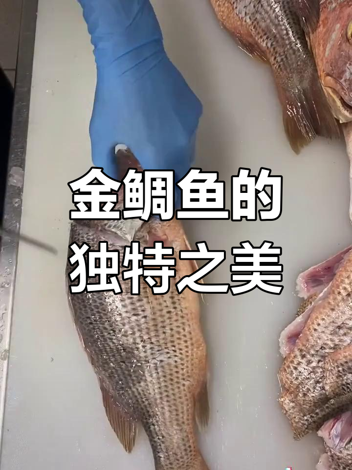 金鲷鱼,金色美丽,指纹般的独特纹路