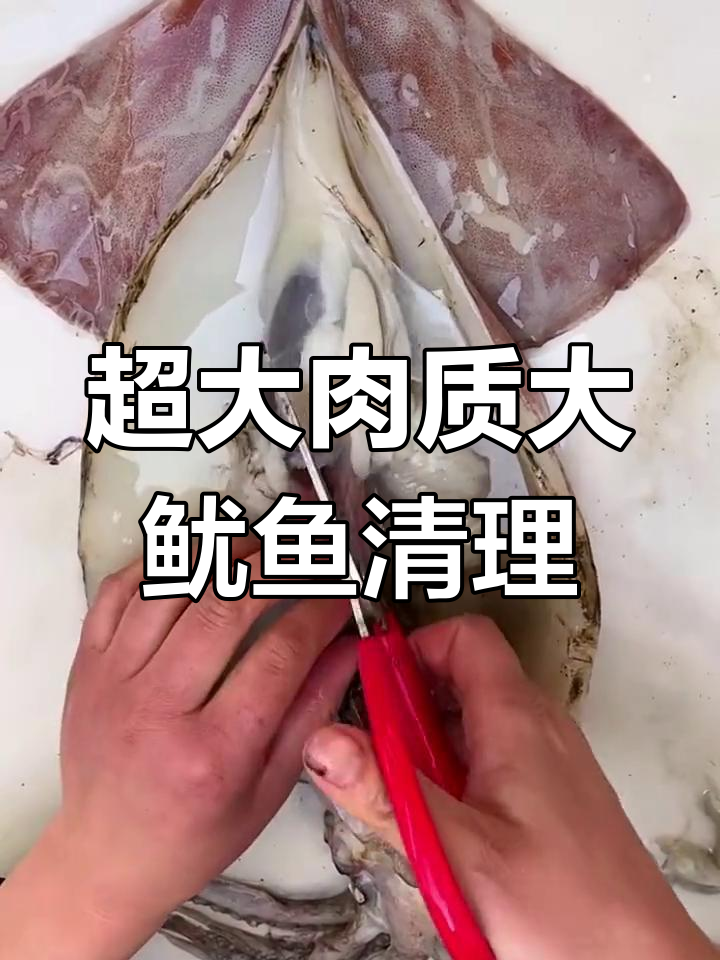 大鱿鱼清理全流程,教你如何去除内脏和苦胆