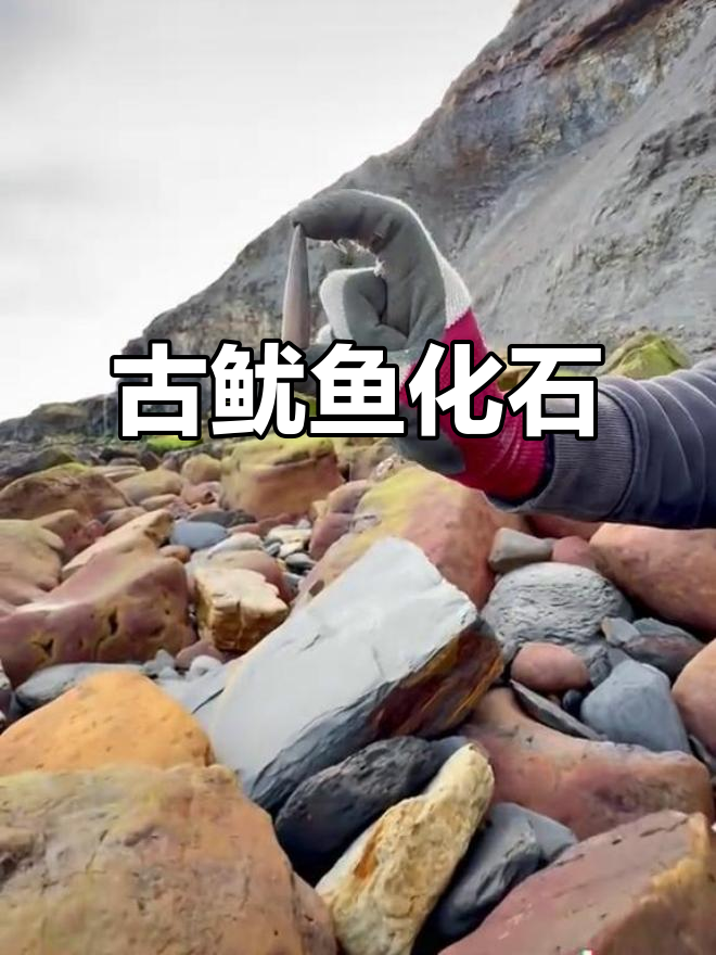 远古鱿鱼箭石化石揭秘,史前生物的奇异遗存