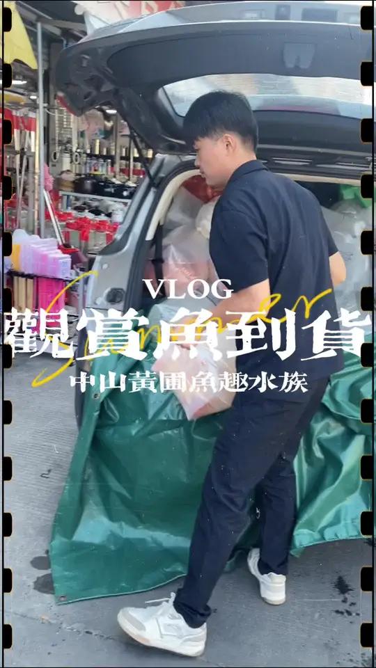 观赏鱼到货日 时隔10天,艳子家水族店又回新鱼了,满满当当占据半条马路,超多观赏鱼等你们前