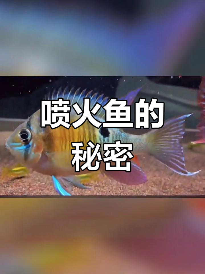 喷火鱼并非真能“喷火”,背后真相竟是这样