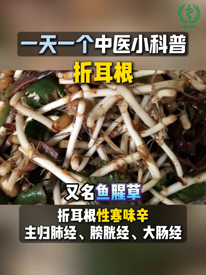 折耳根可吃可入药,这些中药知识点,你知道吗?