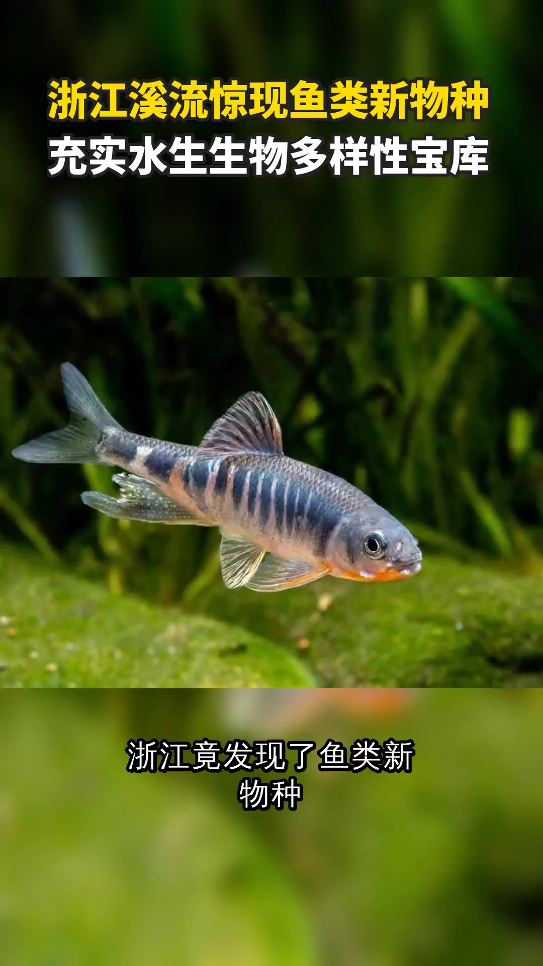 浙江溪流惊现鱼类新物种 充实水生生物多样性宝库