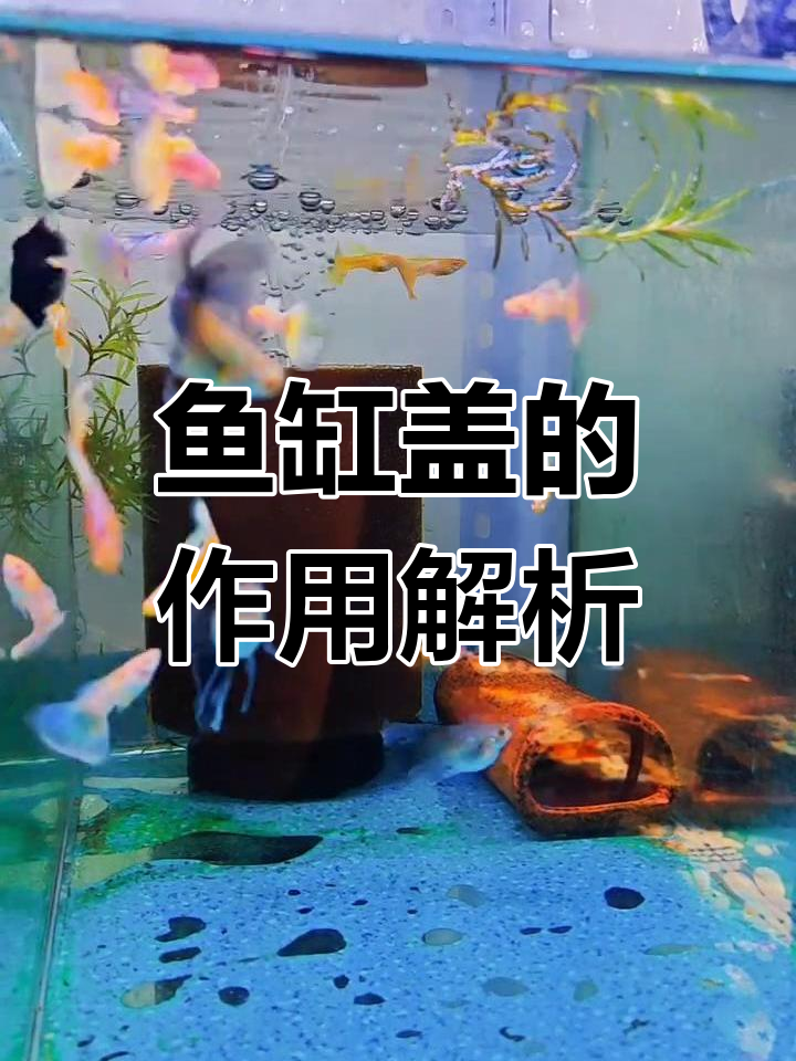 鱼缸盖到底有没有用?保温、防跳缸还是降低水汽挥发