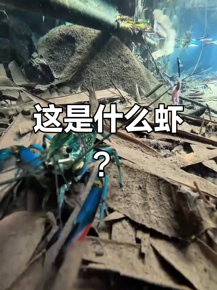 水下高清实拍，这只虾你认识吗？