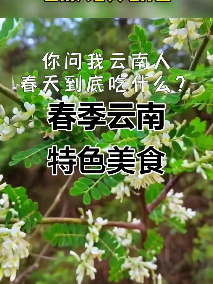 云南春天必吃美食大揭秘,玉兰花、蕨菜等美味来袭