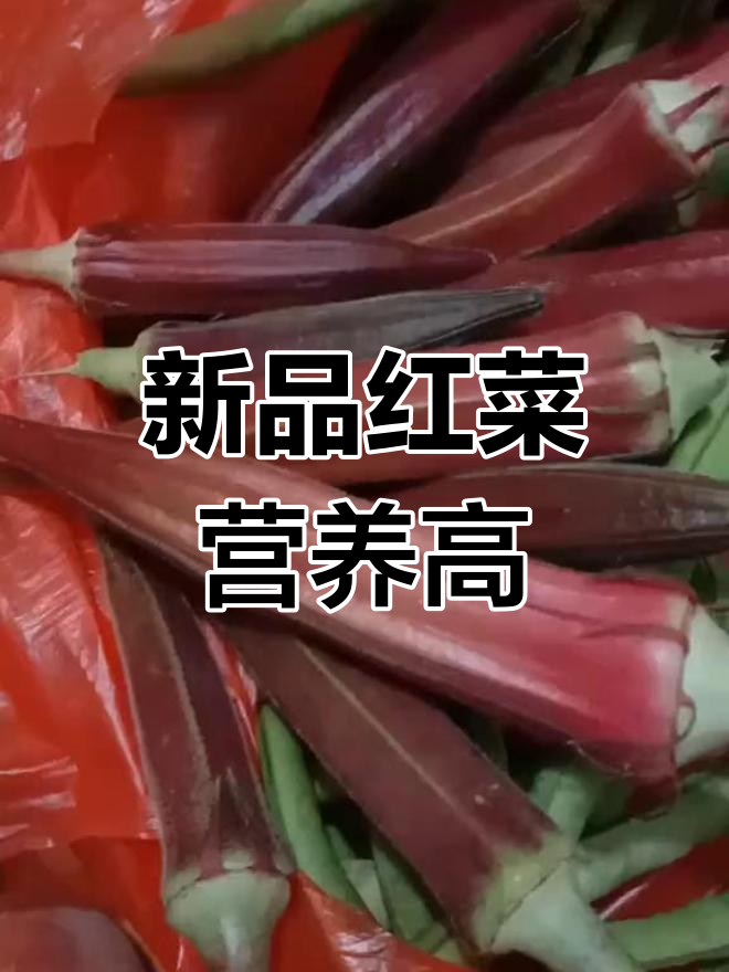 今年种了新品种,红色蔬菜营养满满