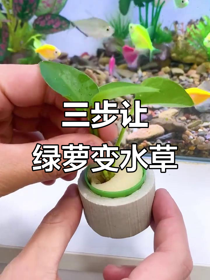 绿萝种鱼缸,三步搞定生态装饰