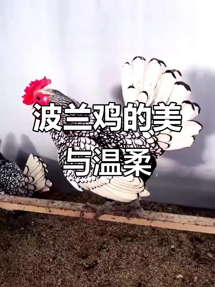 波兰鸡:世界上最美的凤头鸡,温顺又迷人