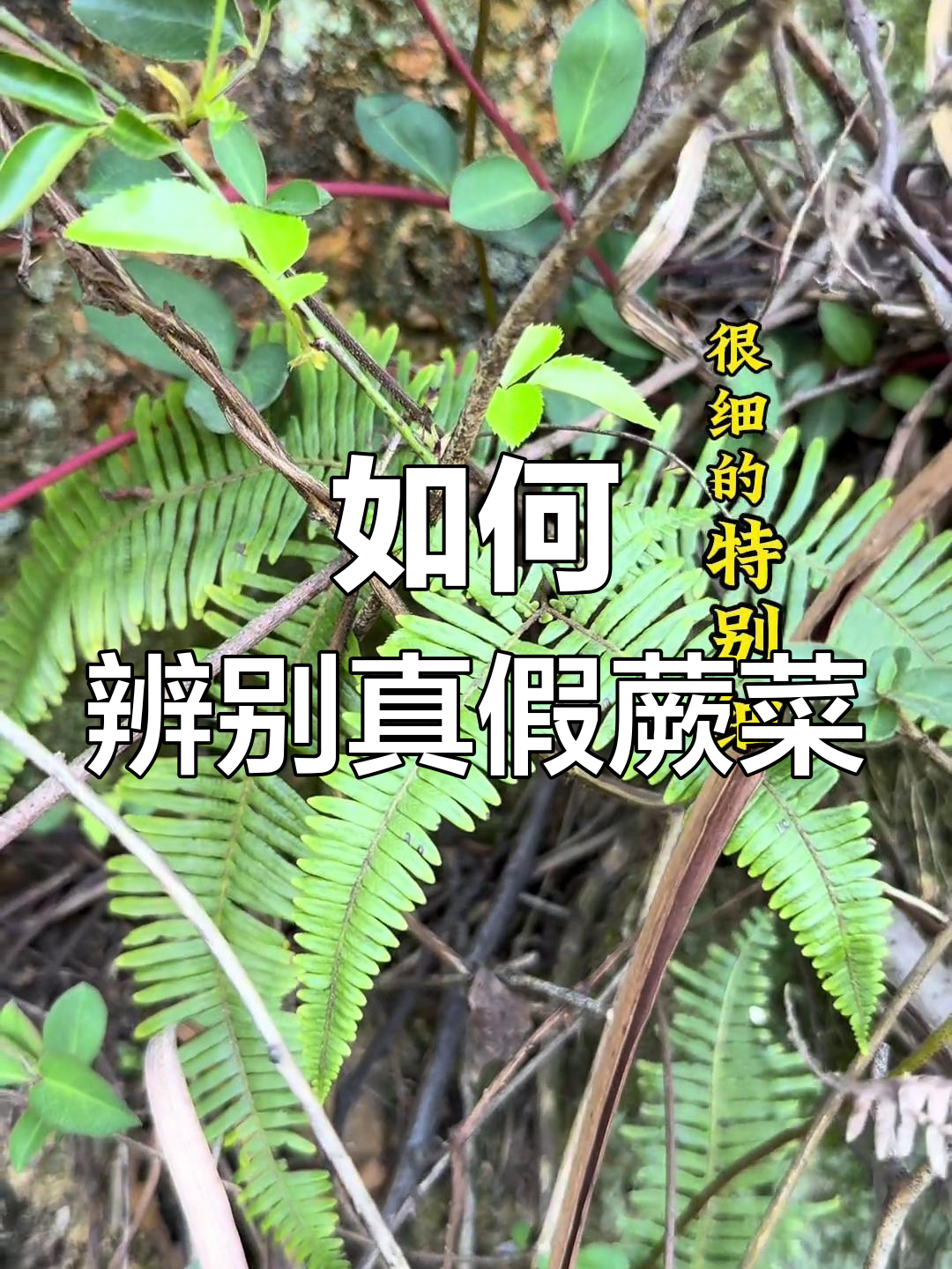 蕨菜真假难辨,教你如何挑选可吃的品种