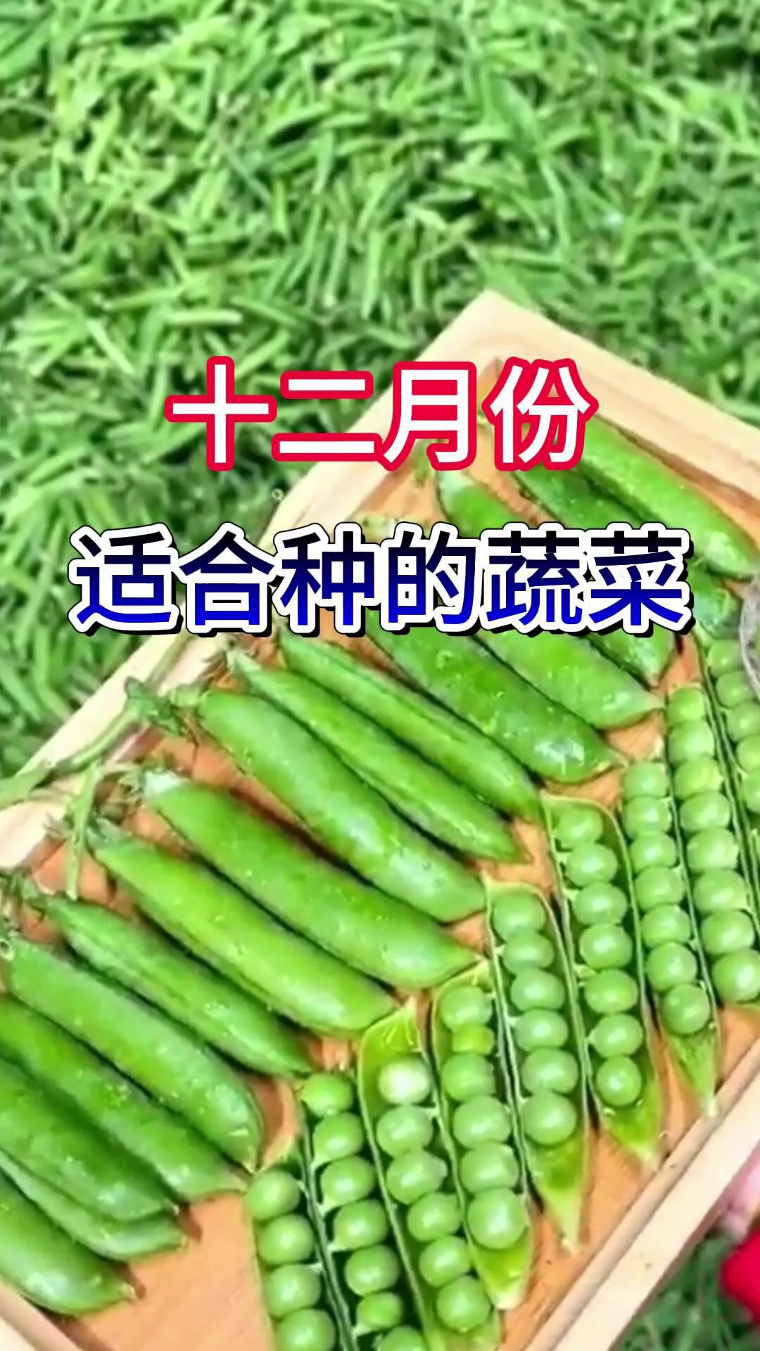 十二月份适合种的蔬菜,一分钟给你讲清楚