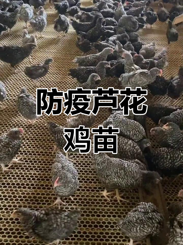 脱温芦花鸡苗,防疫到位,五谷杂粮喂养更放心