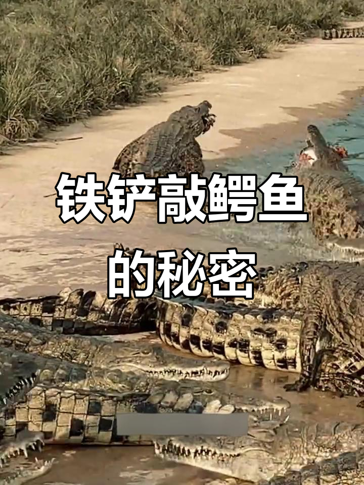 为什么饲养员用铁铲打鳄鱼？原来是为了这个原因