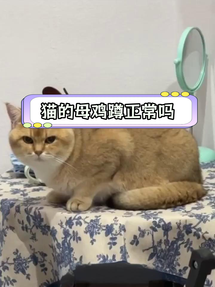 猫咪母鸡蹲姿势,是生病信号吗?