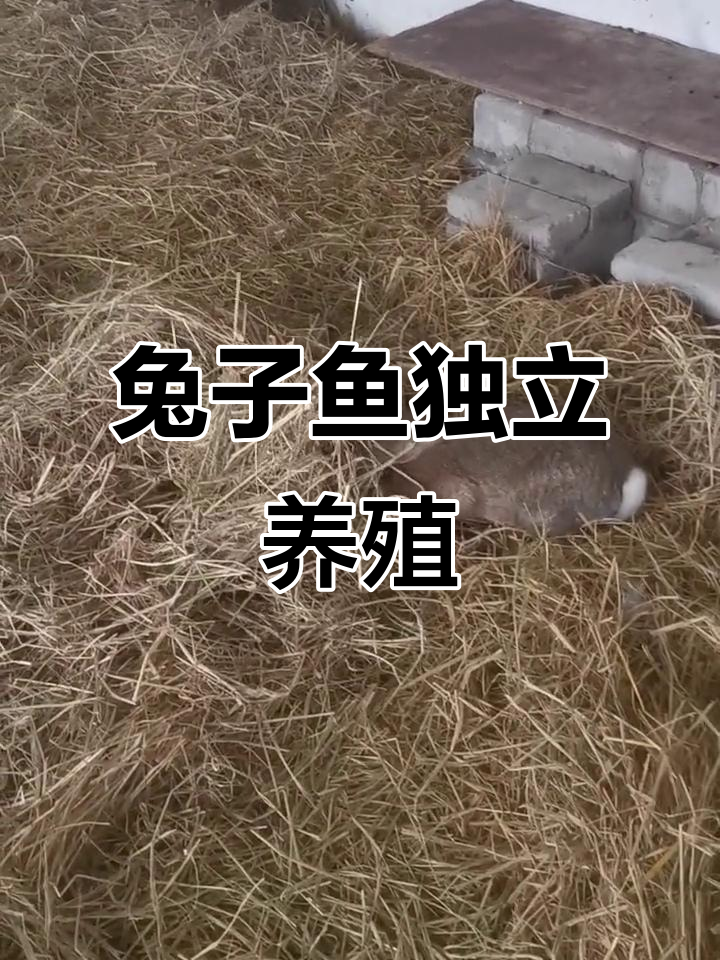 兔子鱼自选草料，繁殖全靠自己搞定