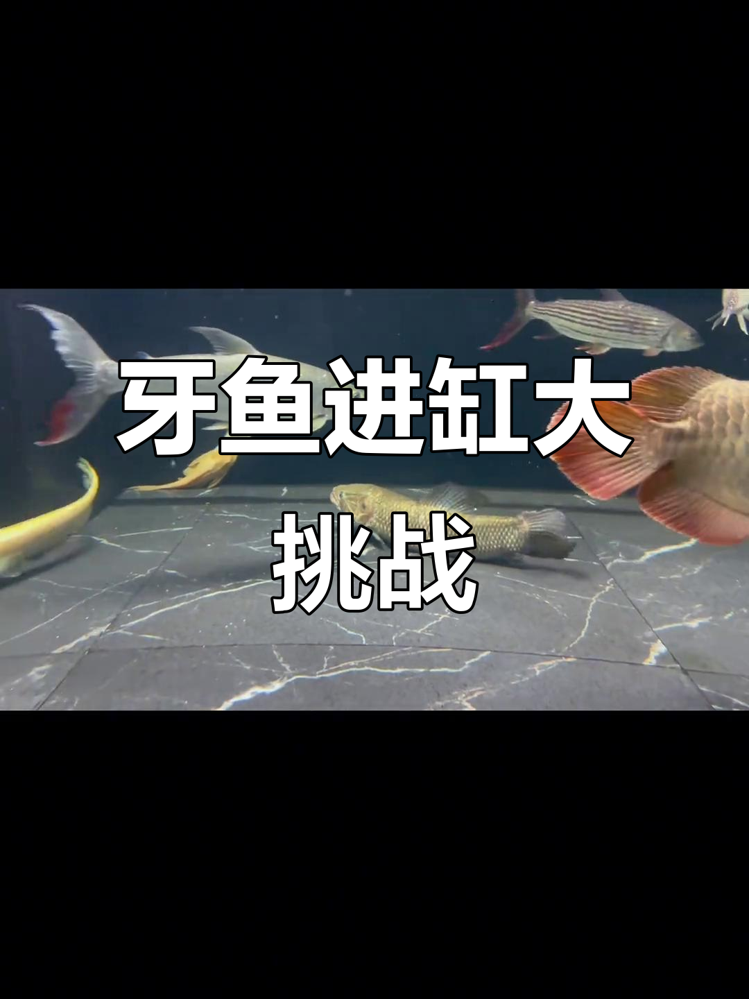 牙鱼入缸,小鲨河虎能否幸存?