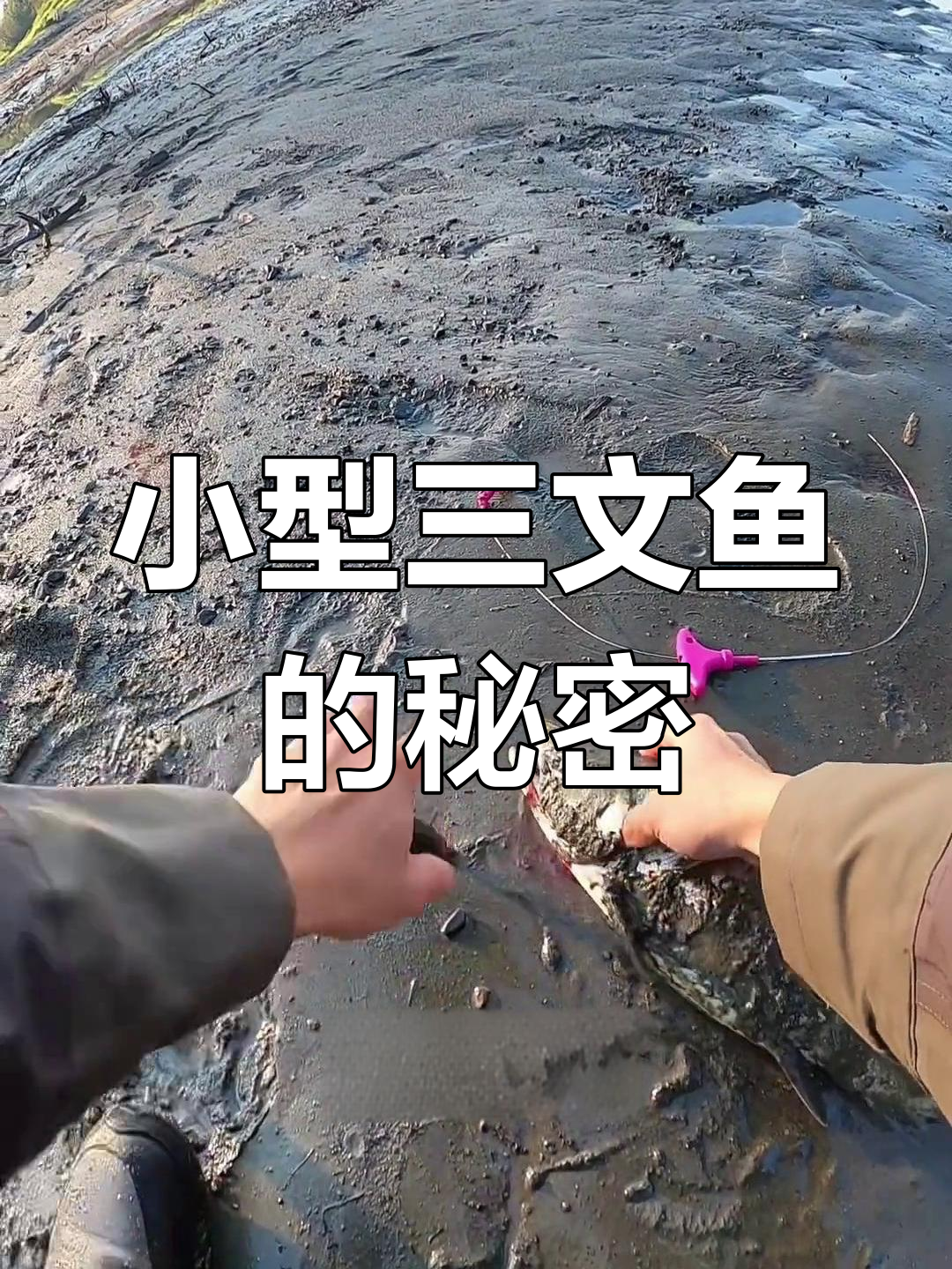 为什么有些三文鱼会提前洄游?