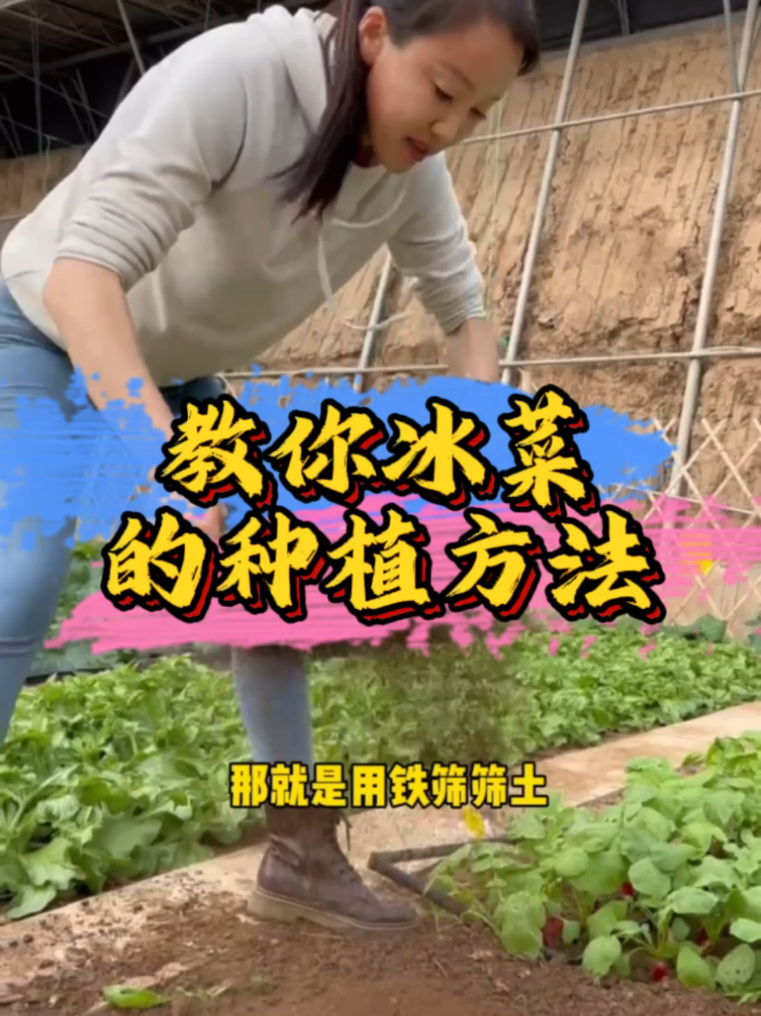 冰菜种植教程