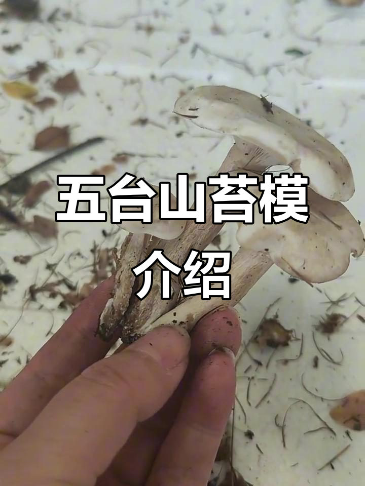 五台山苔模:三种顶级野生菌的采摘与晾晒技巧