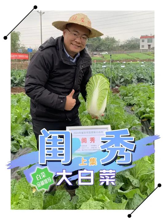 闺秀大白菜-上集 闺秀,大家闺秀,个头大,产量高,这么好的白菜品种,当然得让粉丝们知道。请