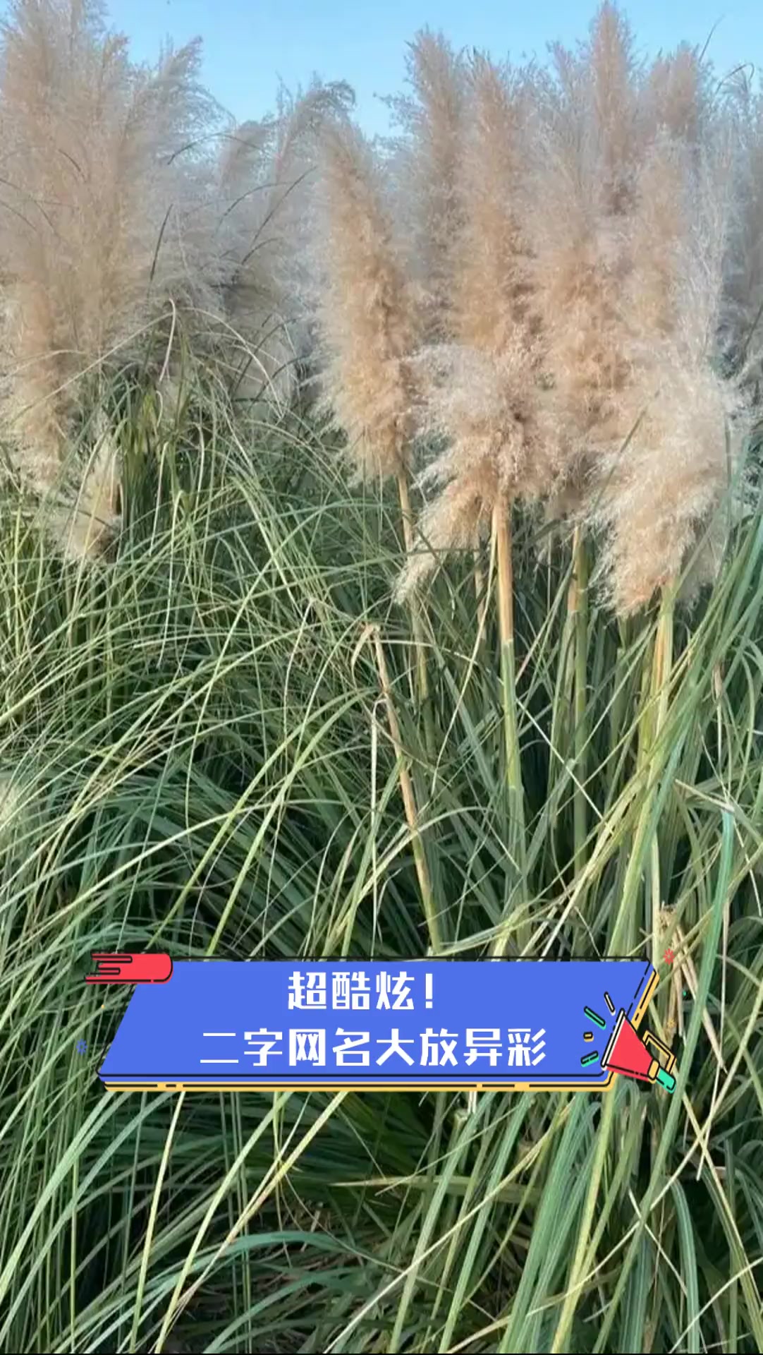 超酷炫!二字网名大放异彩