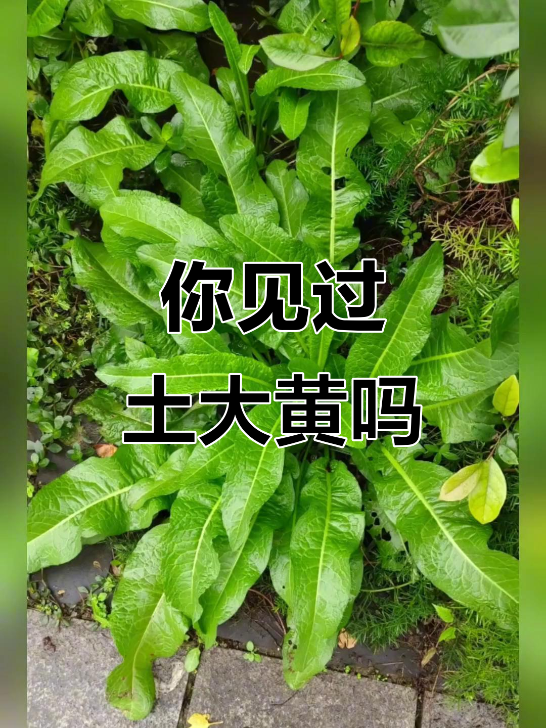 土大黄:野菠菜的别名,你家乡有吗?