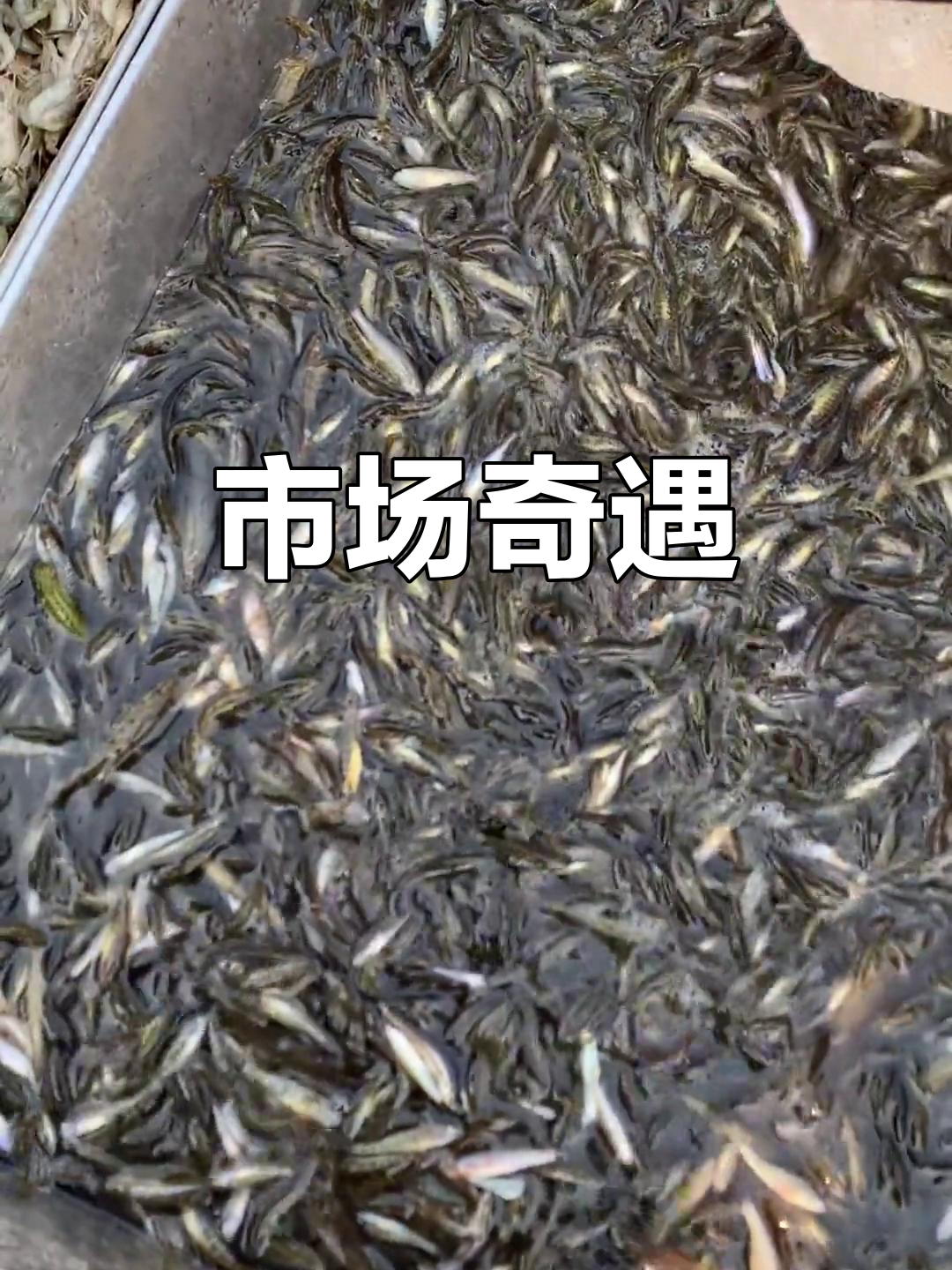 菜市场偶遇,五元饲料与百元河虾的惊人价格差异!