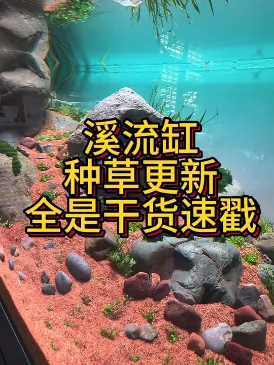 溪流缸种草更新,全是干货速戳 造景鱼缸造景溪流缸开缸