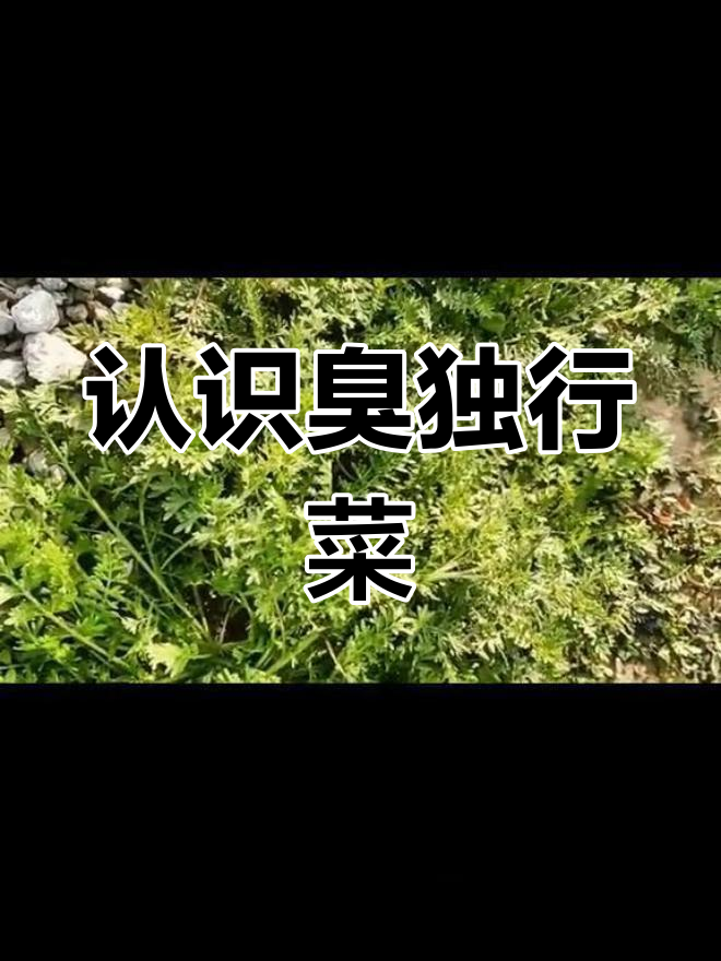 臭荠:常见杂草的秘密