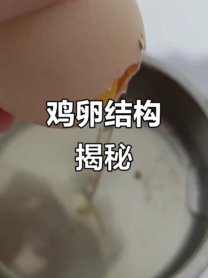 探索鸡蛋结构,1分钟轻松掌握!
