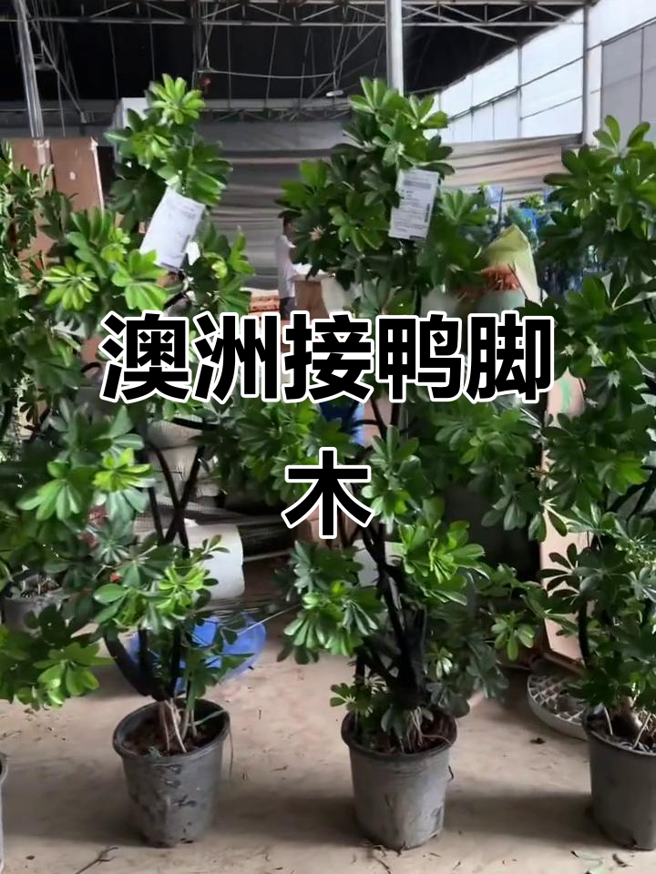澳洲小伙伴们,鸭脚木来啦!快来接收这波惊喜吧