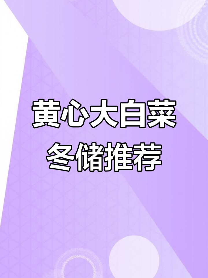 冬季必备黄心大白菜,抗病性强,南北皆宜