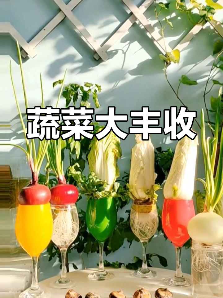 水培白菜开花,豌豆黑豆收成,晚餐炒蛋配洋葱叶香气扑鼻